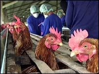 chicken flu organisations